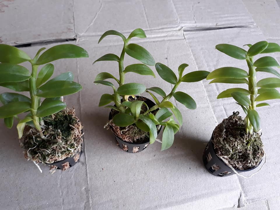 PHI ĐIỆP (GIẢ HẠC) TÍM THÁI gieo hạt hoa  đẹp thơm