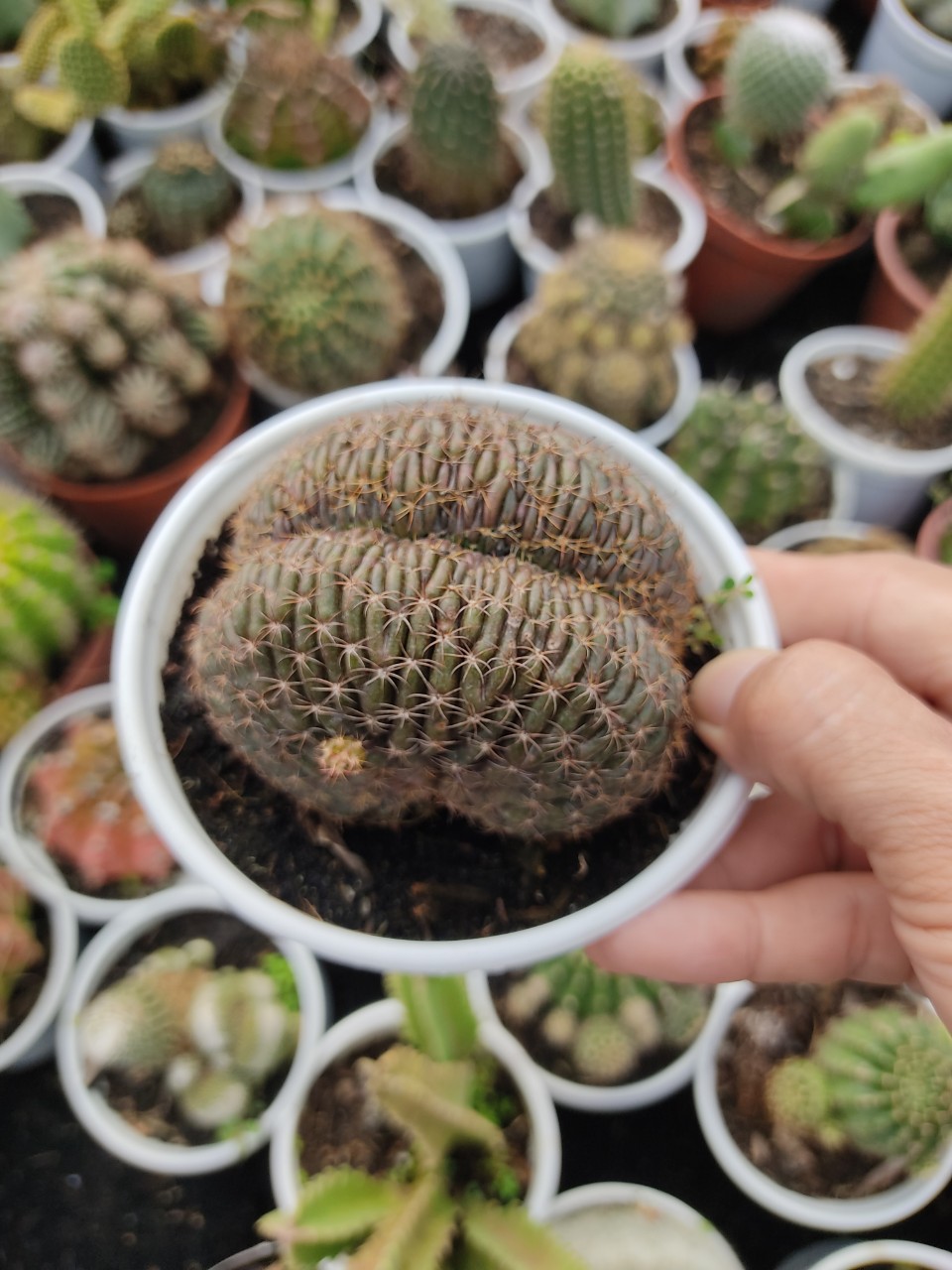 Xương rồng LOBI CREST size chậu (10cm)