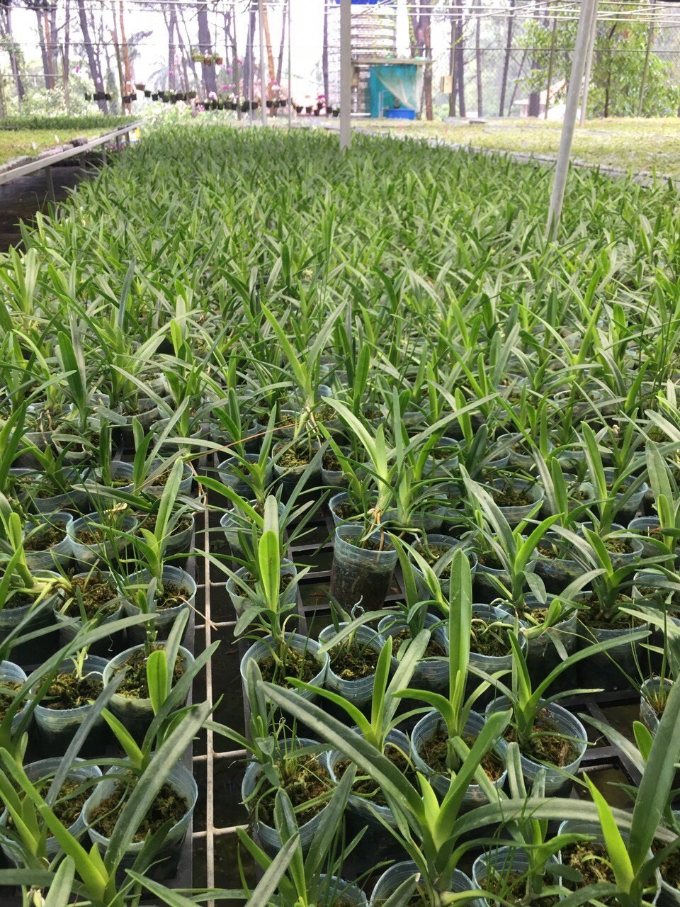 Kiếm Phan trí tự thụ size cây giống