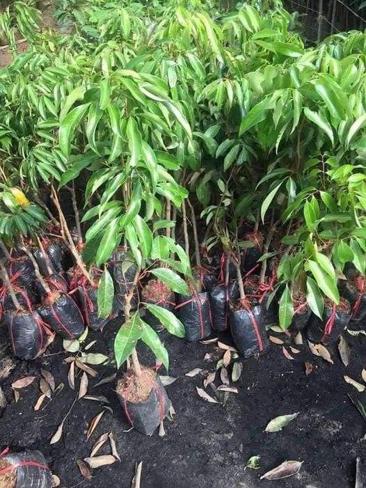 Cây giống vải thiều chiết cây giống chuẩn f1 gửi đi nguyên bầu