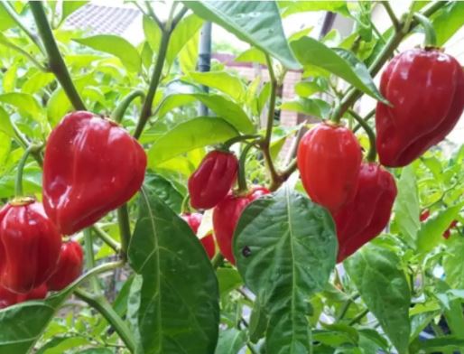 Gói 5  hạt giống Ớt Cay Habanero RED