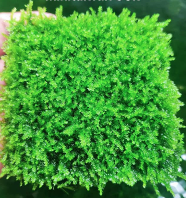 Rêu mini taiwan rêu thuỷ sinh gắn đá lũa cây bonsai trong bể thủy sinh vỉ 9x9cm