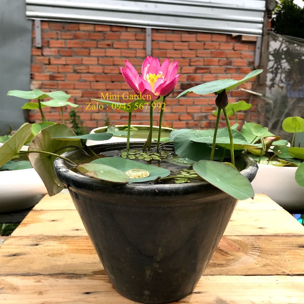 Củ Giống Hoa Sen Mini Nhật Little Lantern.