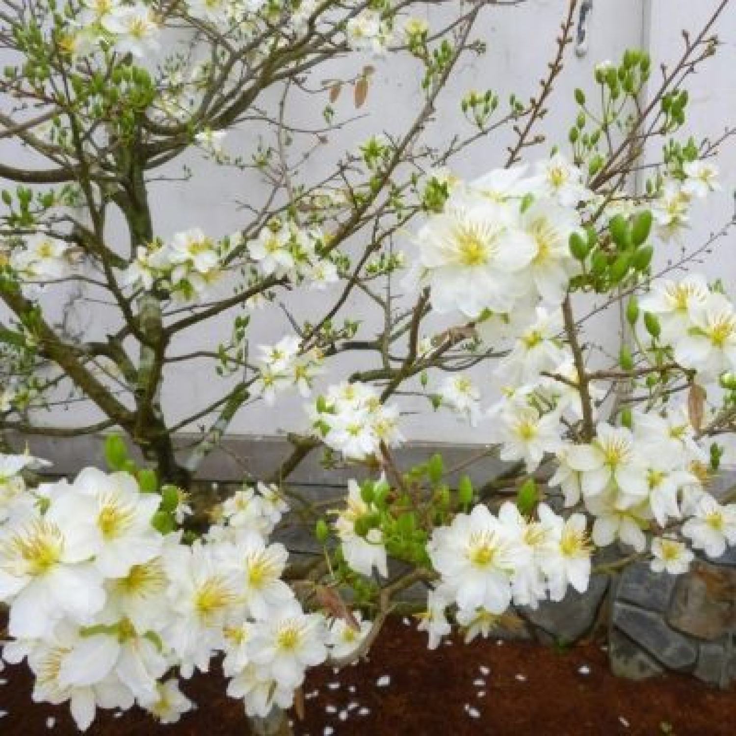 MA448 Hạt giống Cây hoa mai trắng 5 hạt siêu hoa