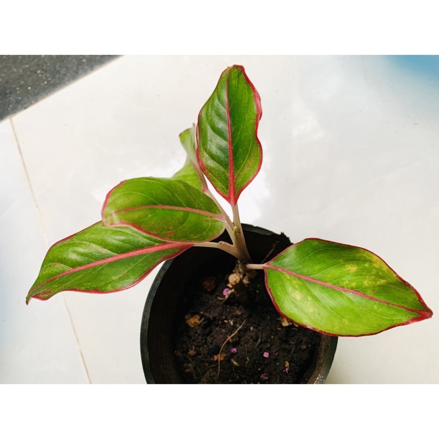 Cây phú quý để bàn trồng thuỷ sinh được