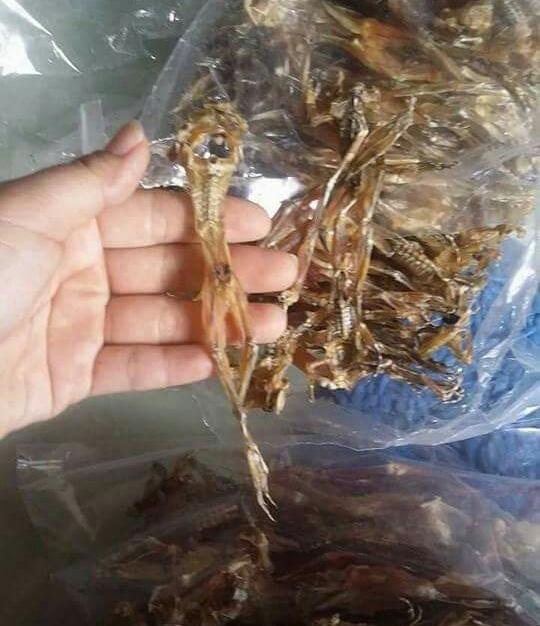 Vũ nữ chân dài - 500g khô nháii