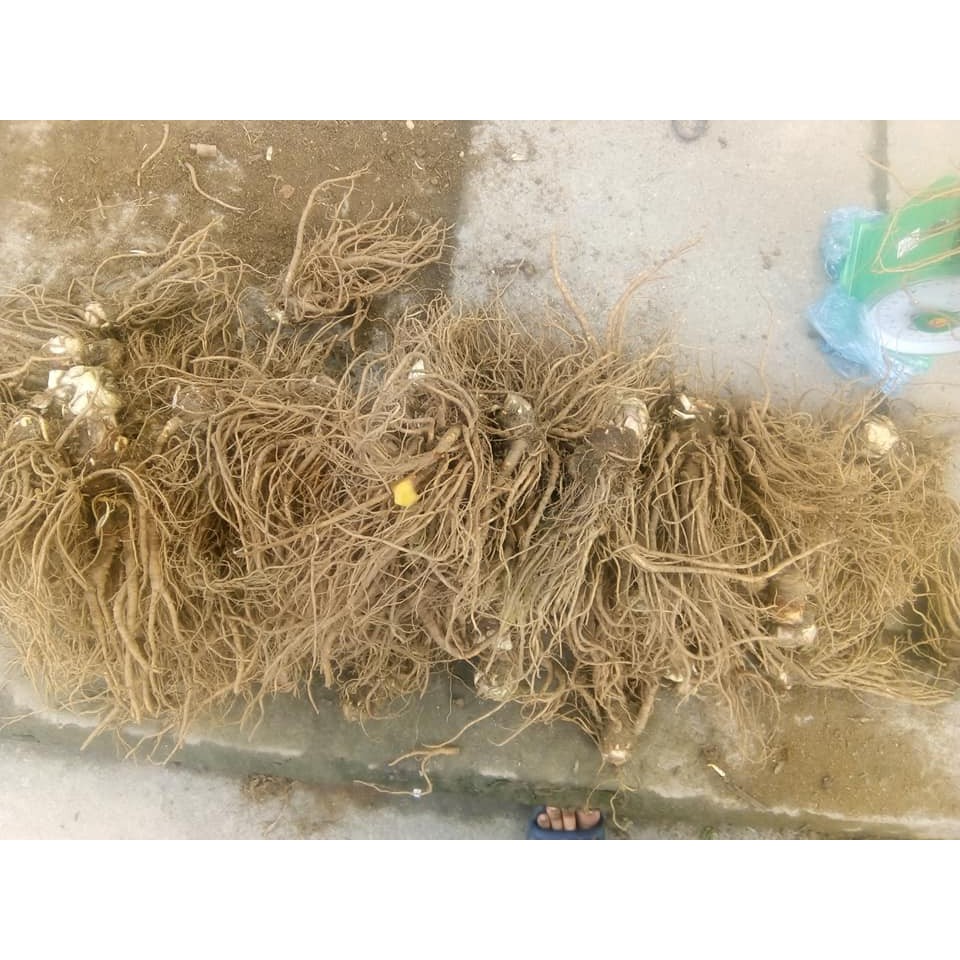 Sâm đương quy tươi 1kg