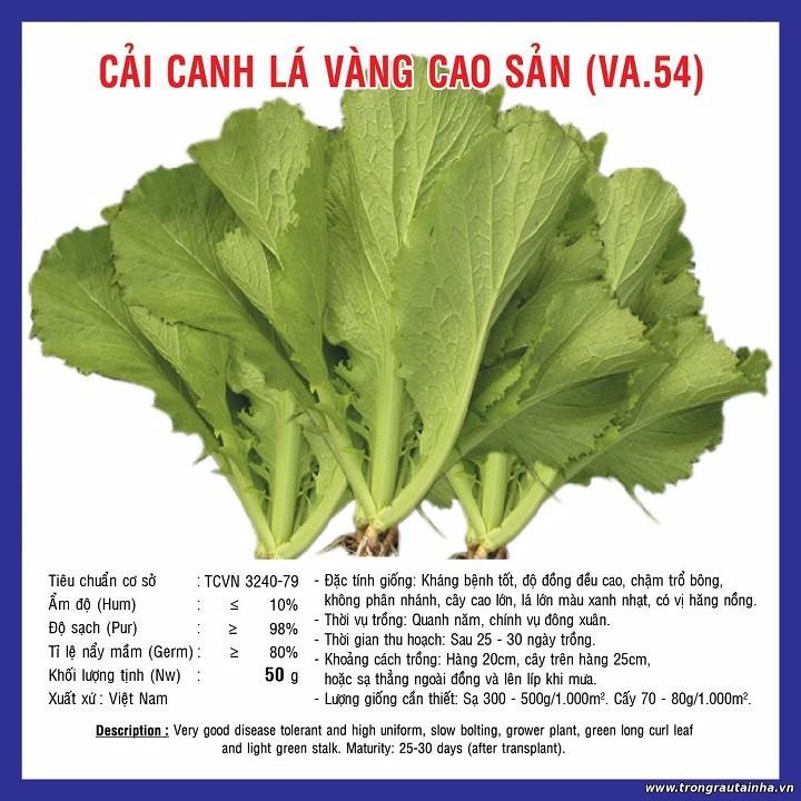 Hạt giống rau cải canh lá vàng cao sản F1 gói 20gr xuất xứ Việt Nam