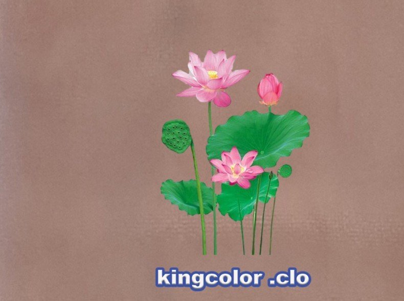 Lotus flower
