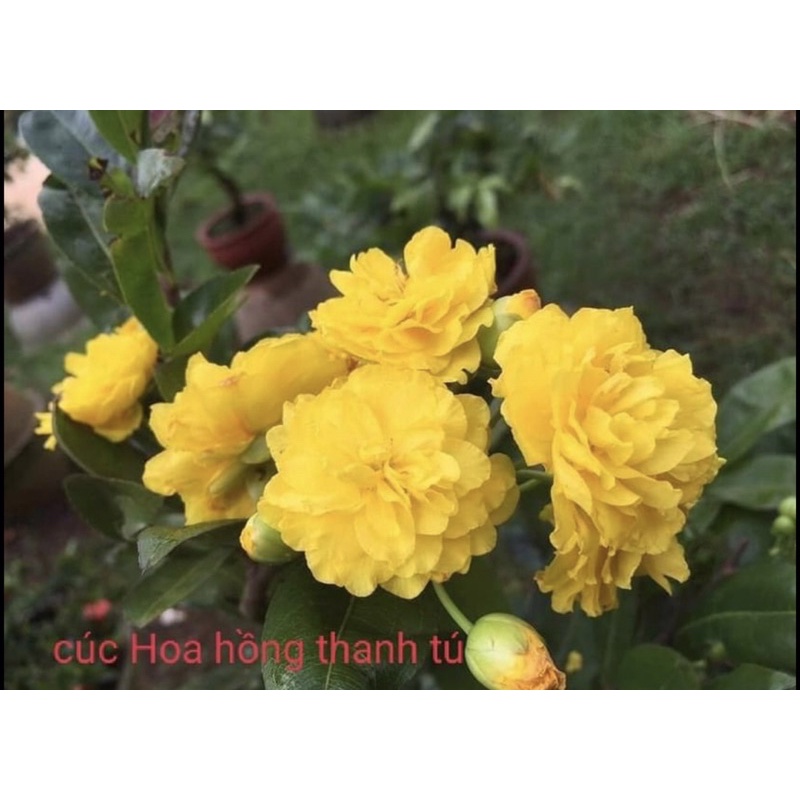 Mai cúc hoa hồng thanh tú-cây giống