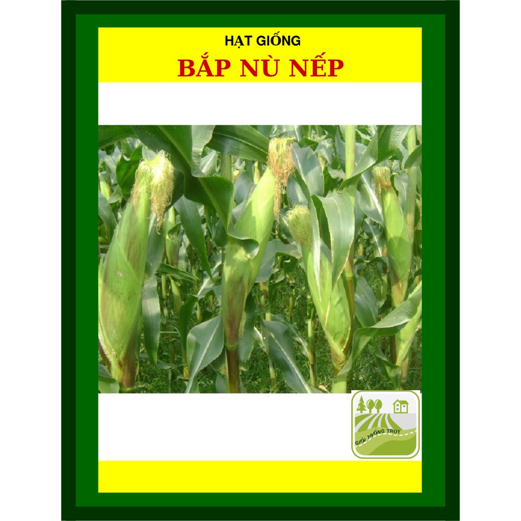 100G - Hạt Giống Bắp Nếp Nù