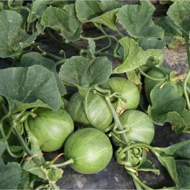 Hạt Giống Dưa Lê Xanh Siêu Ngọt (Đài Loan)