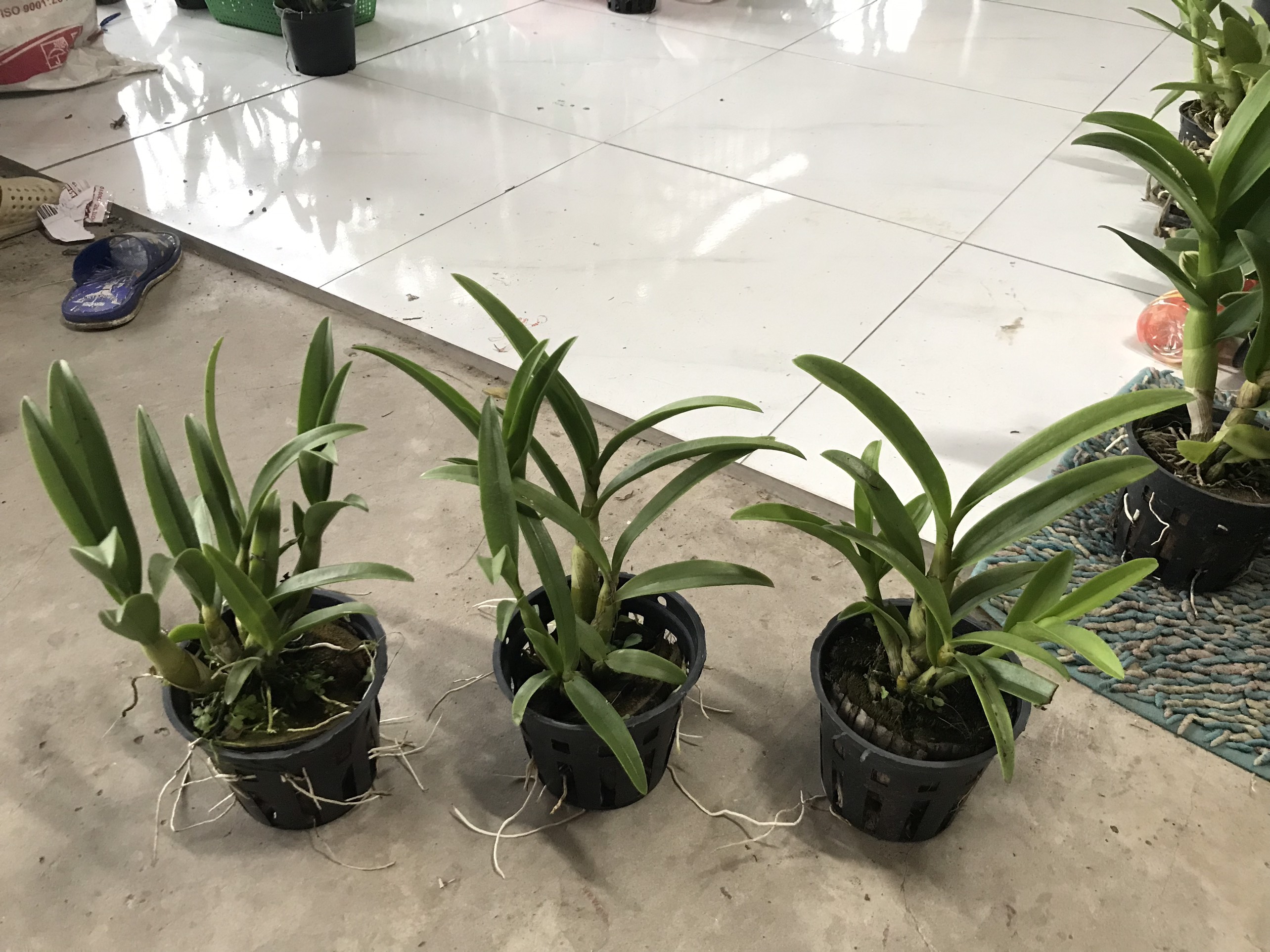 Denro nắng xưa tre vàng lưỡi đỏ thơm