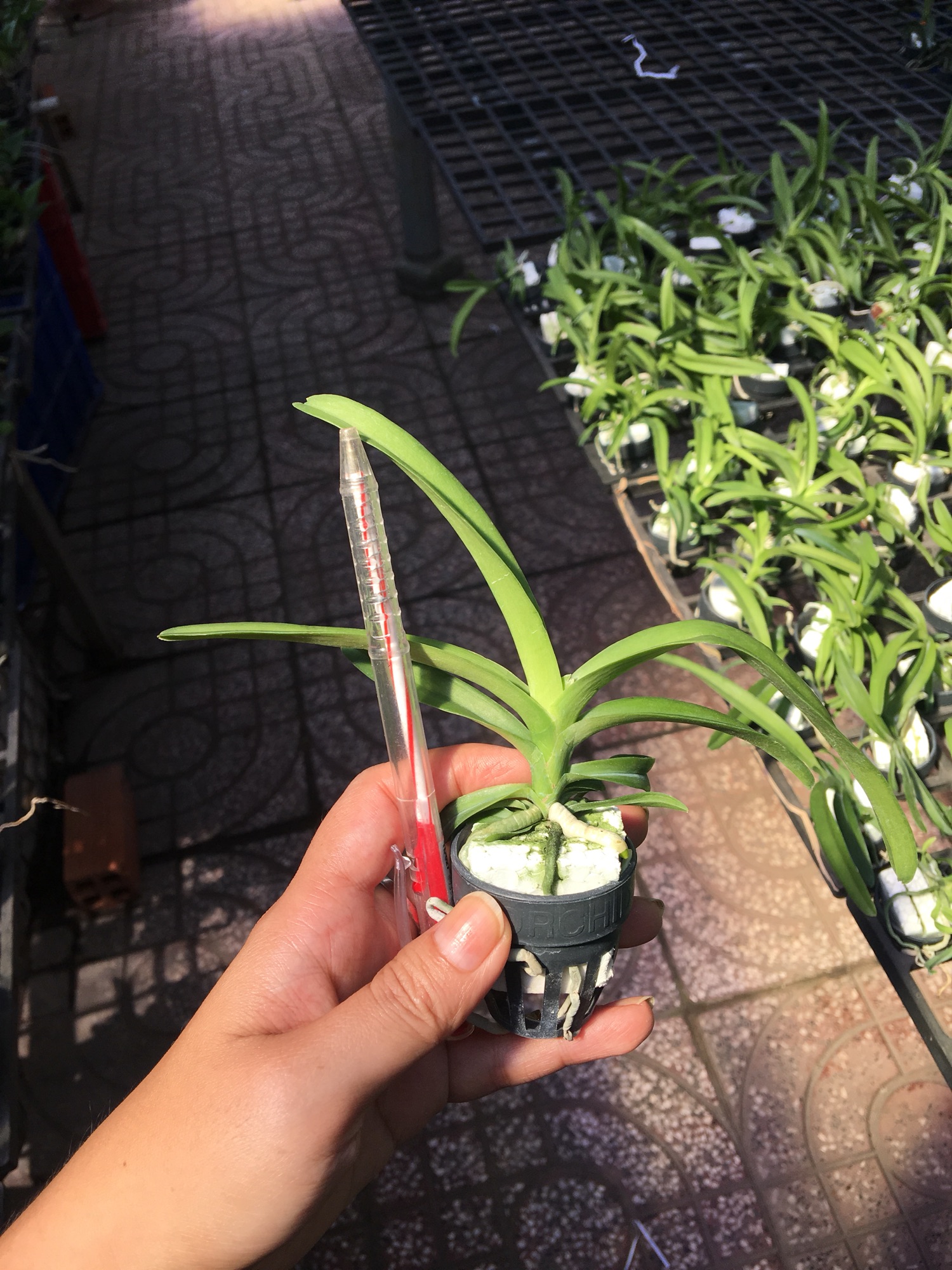 Hoa lan Vanda Chuẩn Màu - Cây Con Cao 10-15cm