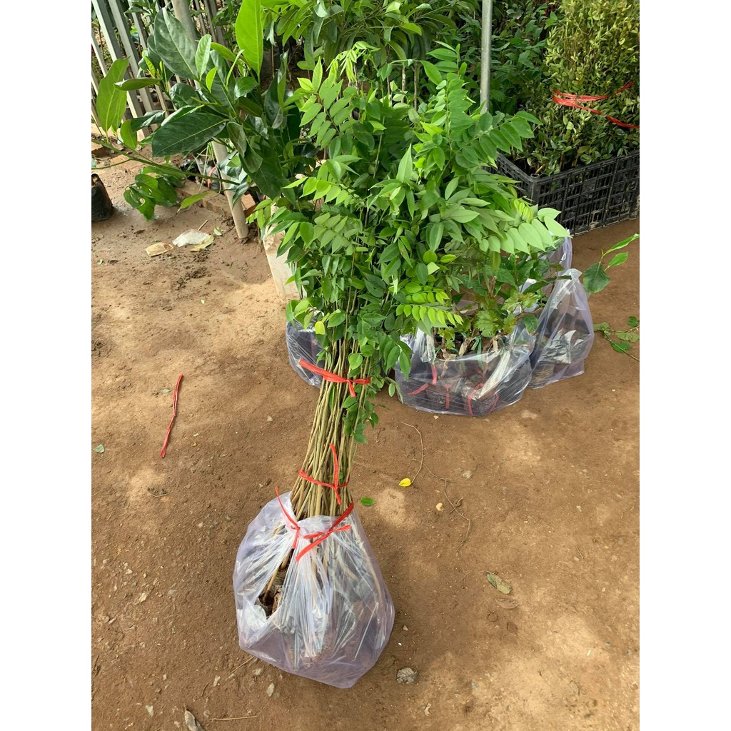 [FREESHIP - Xả Khô Máu] combo 5 cây giống sưa đỏ cao 80cm