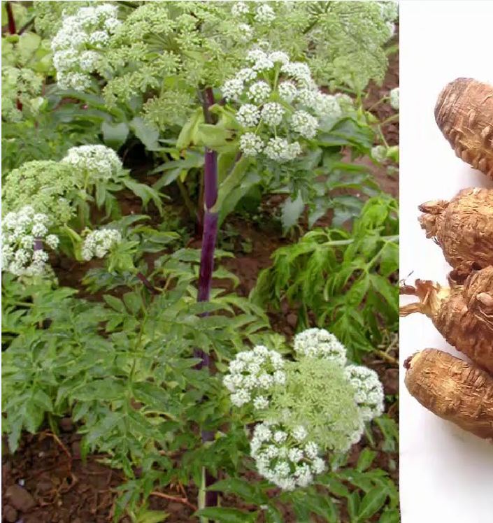 Hạt Giống Bạch Chỉ ( cây dược liệu ) - Gói 50 hạt