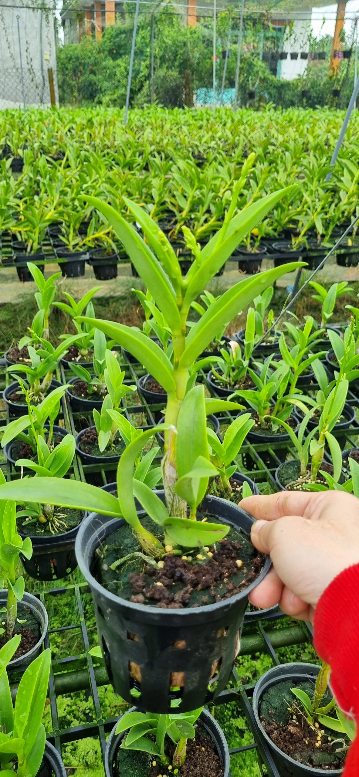 HOA LAN SING VÀNG ĐỎ
