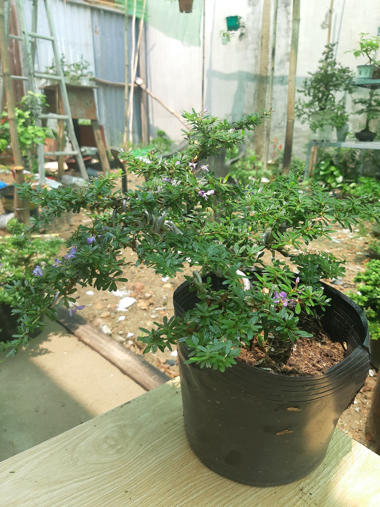 Linh sam86 BÔNG TÍM dáng BONSAI