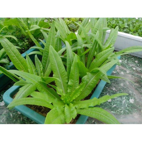 Hạt Giống Rau Diếp Thơm - Gói 5gram