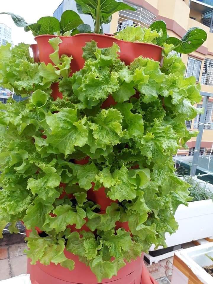 [HCM]Tháp trồng rau hữu cơ Eco Việt Nam