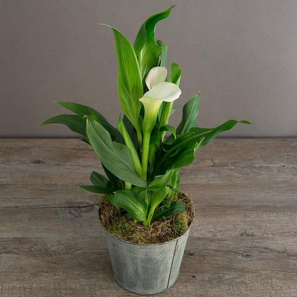[sale] Hạt giống hoa rum  - Hạt giống chất lượng cao