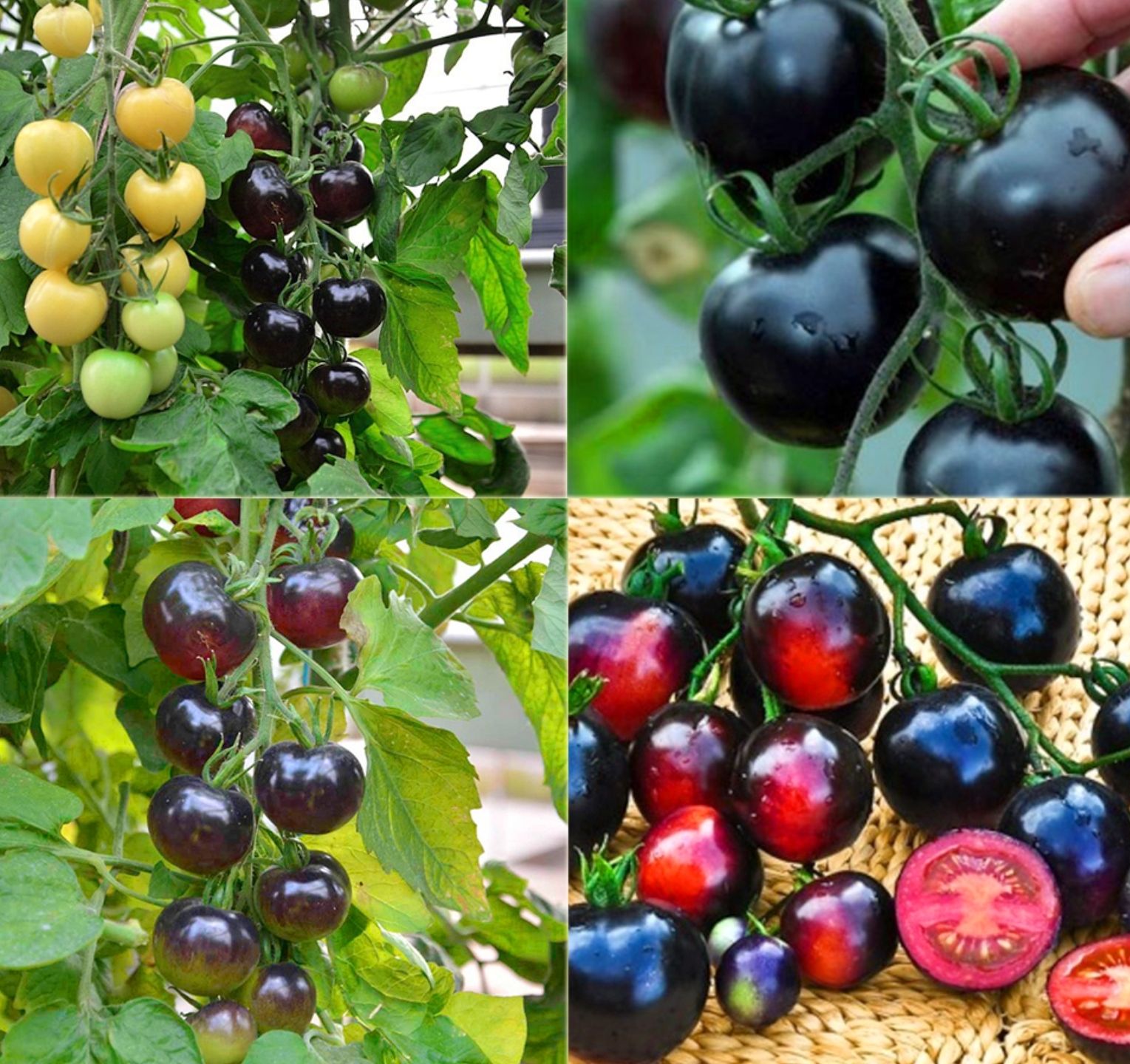 Hạt giống Cà chua đen (Black Tomato) - Maivangseeds