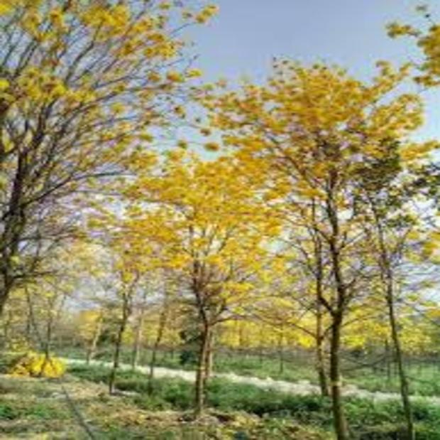 COM BO 3 CÂY GIỐNG PHONG LINH VÀNG
