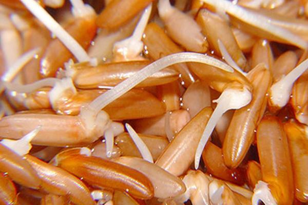 GẠO MẦM (GABA) ÔNG CUA ST25 - Hộp 2kg