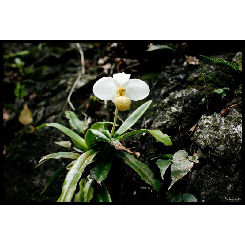 Lan hài hương lan cây tuyển loại 1