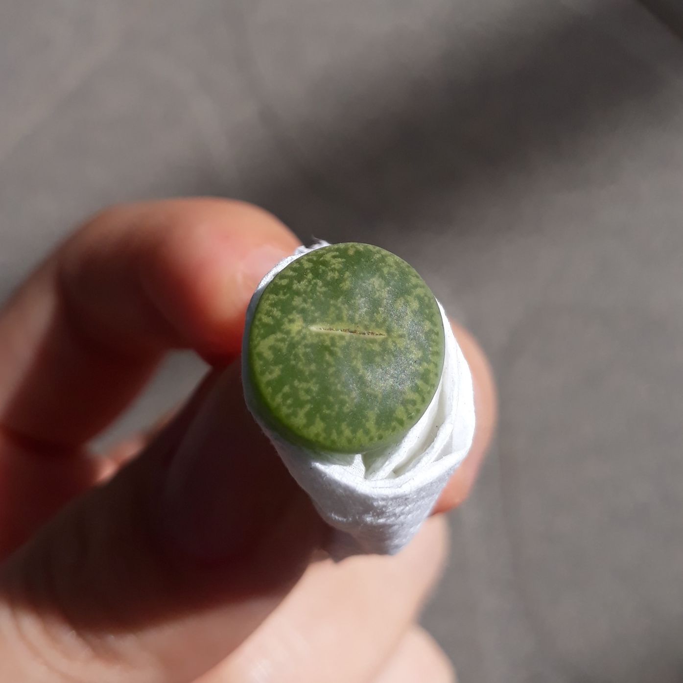 [HCM]Combo 10 Mông Ngẫu Nhiên Khác Vân Size 1.2 - 1.5cm (Sen Mông/Lithops/Thạch Lan)