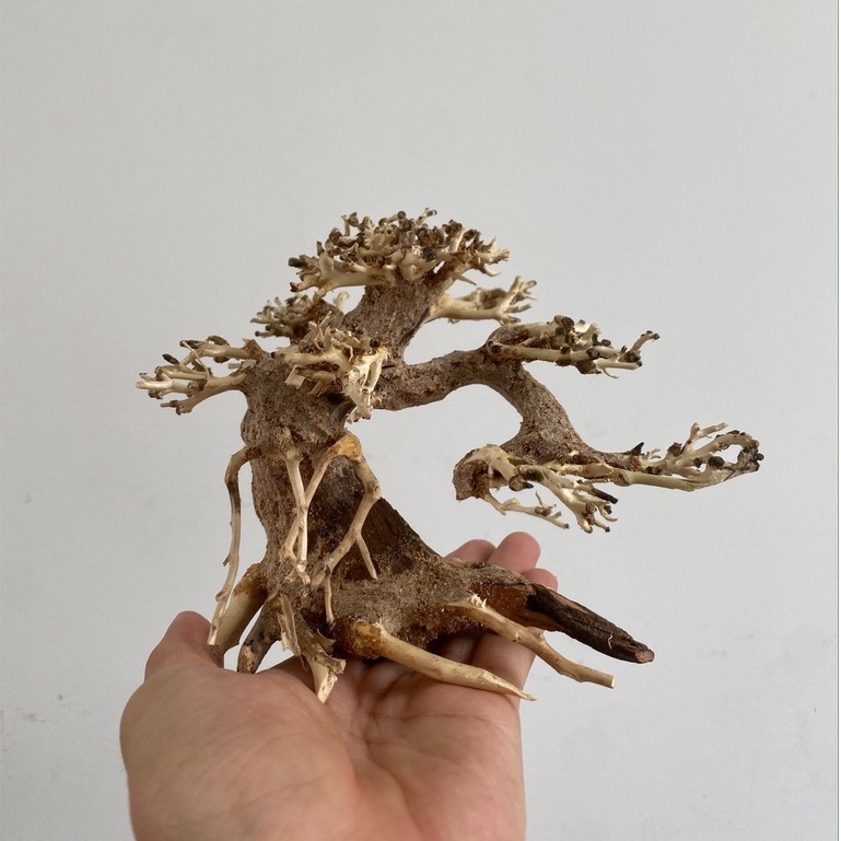 Lũa Bonsai mini trang trí hồ thủy sinh bể cá nhỏ nhiều dáng siêu đẹp
