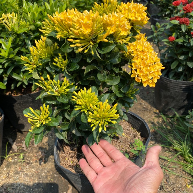 Cây Bông Trang Vàng Siêu Nụ ( Bông Mẫu Đơn) Cao 30-60cm