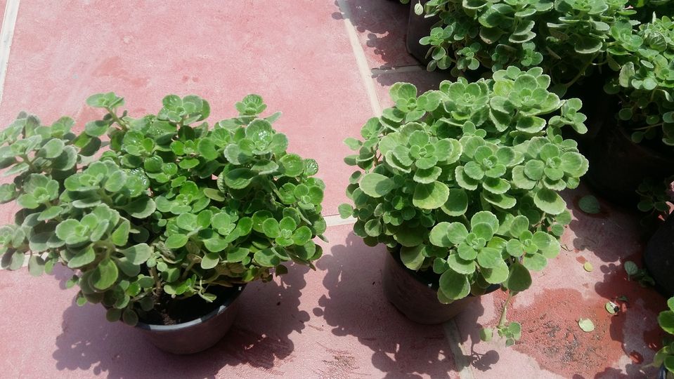 CHẬU CÂY NHẤT MẠT HƯƠNG