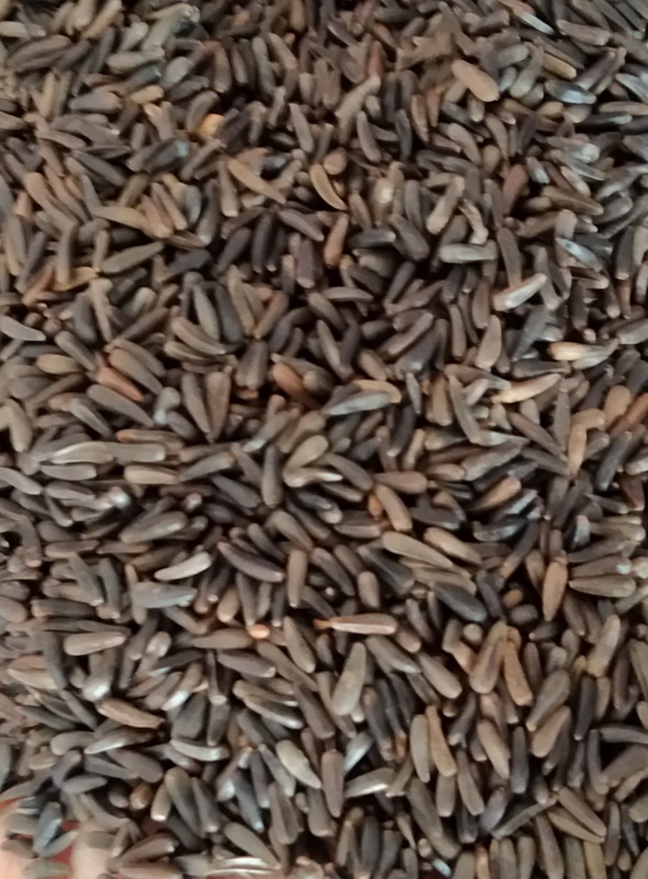 [HCM]100g HẠT NIGER (KÍ.CH THÍ.CH SI.NH SẢ.N KÍC.H C.Ồ) CHO CHIM VẸT