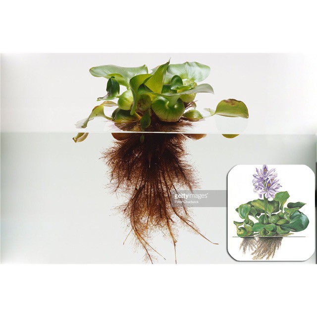 Cây Lục Bình thuỷ sinh - Cây Bèo Tây thuỷ sinh