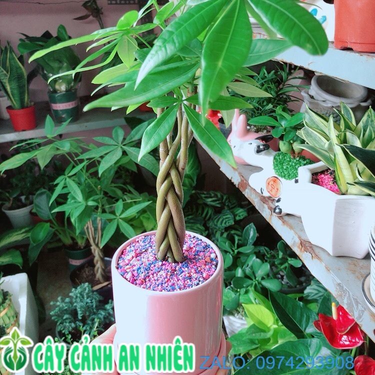 Chậu cây kim ngân thắt bính