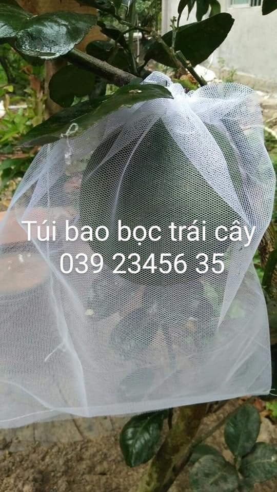 100 CÁI TÚI LƯỚI TỐT BAO BỌC TRÁI BƯỞI , DƯA LƯỚI CHỐNG RUỒI VÀNG HIỆU QUẢ