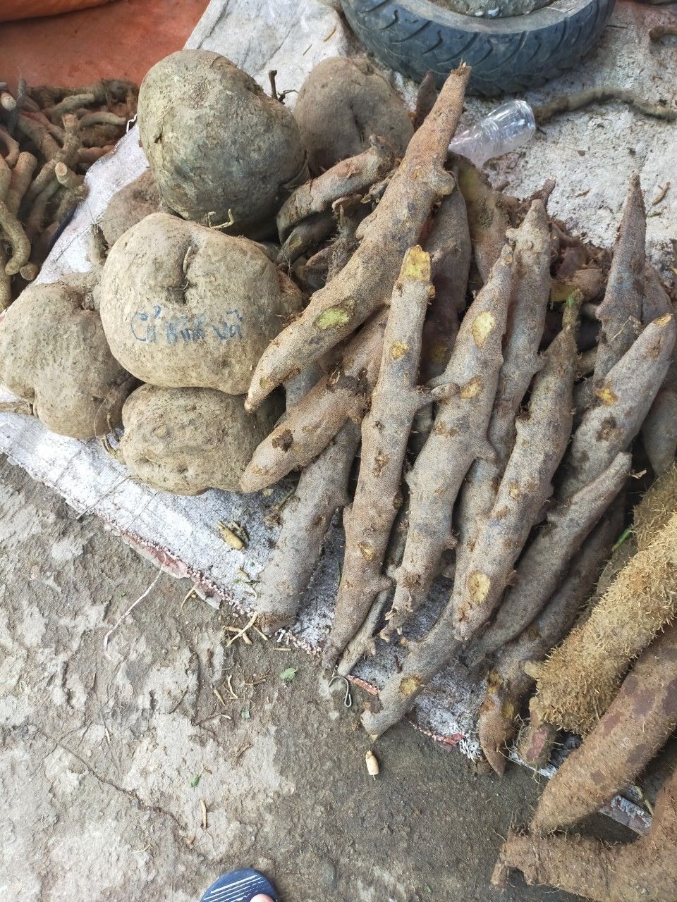Tắc Kè Đá Tươi 1Kg