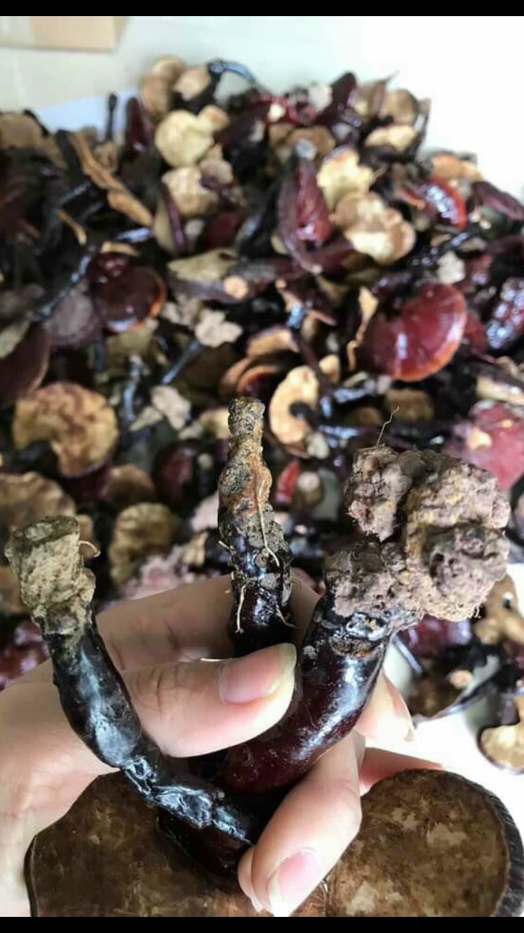 Nấm lim xanh rừng chất lượng, 500gram