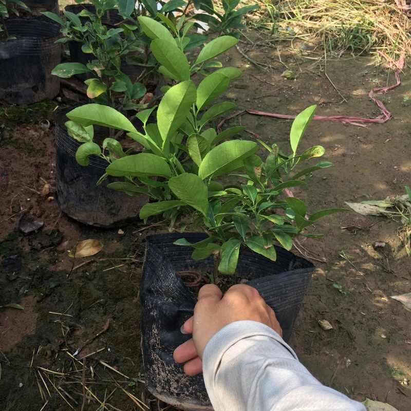 Cây chanh tứ quý (chanh ta) tán xum (Cây như hình)