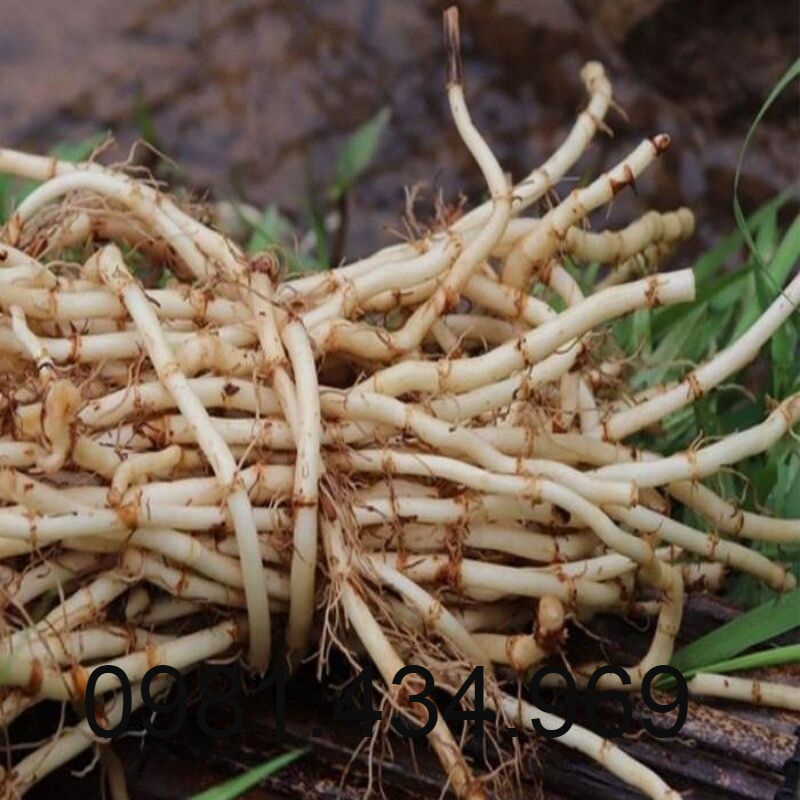 Rễ Cỏ Tranh Khô 500G Sạch Mới