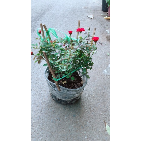 Hoa Hồng Tiểu Muội