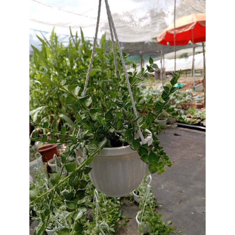 Cây Lan Tim Xanh Chậu Treo Kèm Móc