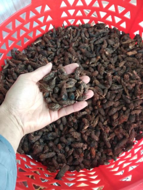 Củ gấu cỏ gấu khô 1kg