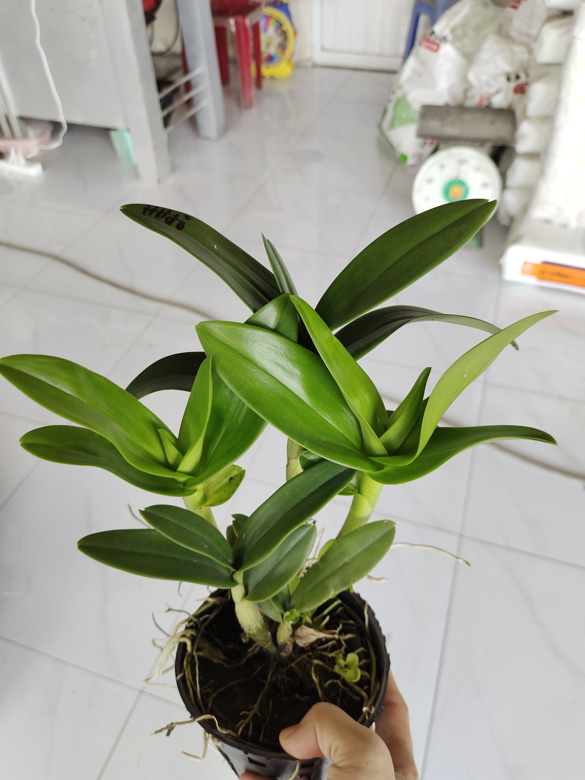Dendro Hoa Hồng Tím (Lan Mặt Quỷ) 