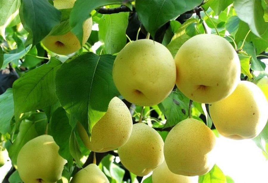Cây giống lê vàng - C0022