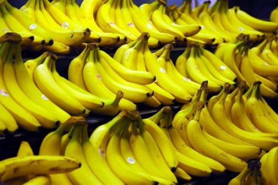 Cây chuối già nam mỹ giống