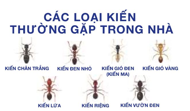 Bả diệt Kiến MAXFORCE QUANTUM