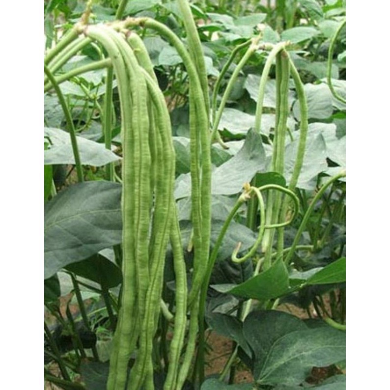 Hạt giống đậu đũa trái dài 20gr