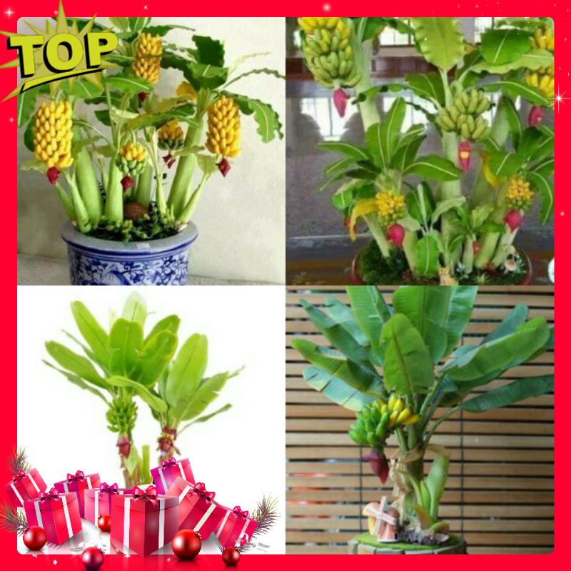 Bộ 04 Gói Hạt Giống Chuối Mini - Chuối Cảnh